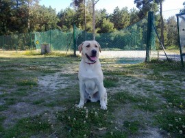 whisky